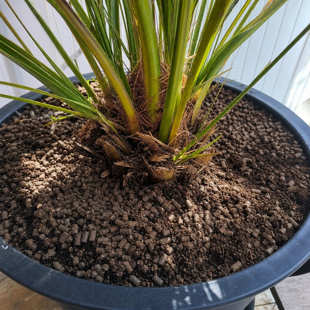 Rietcelbacteriekorrels op de potgrond van een stralende Phoenix canariensis die de vakantiesfeer op een terras brengt